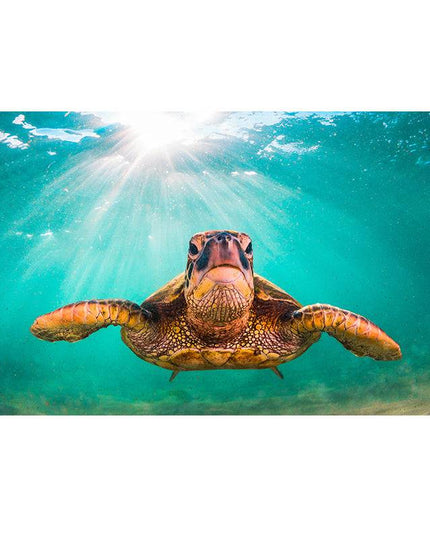 Graceful Journey: Sea Turtle Underwater - Gallerie Canvas