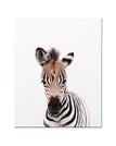 Zebra / 16 x 20 inch / 40 x 50 cm