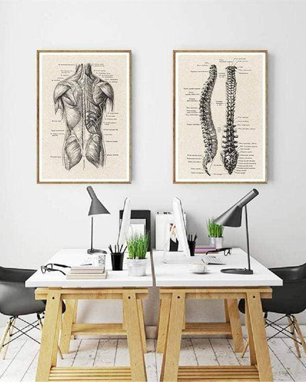 Fascinating Medical Human Anatomy Canvas Art: Feed Your Curiosity
