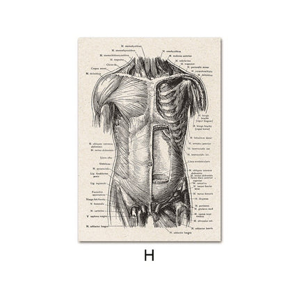 Fascinating Medical Human Anatomy Canvas Art: Feed Your Curiosity