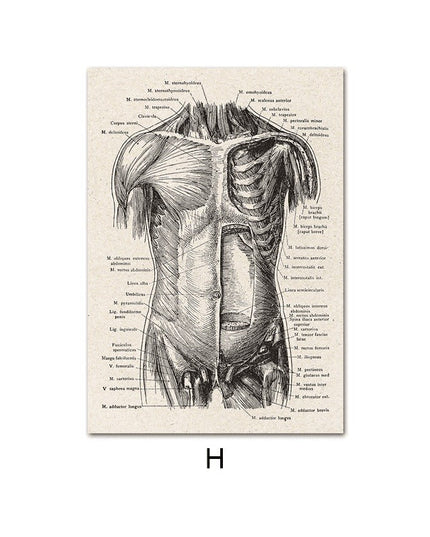 Fascinating Medical Human Anatomy Canvas Art: Feed Your Curiosity