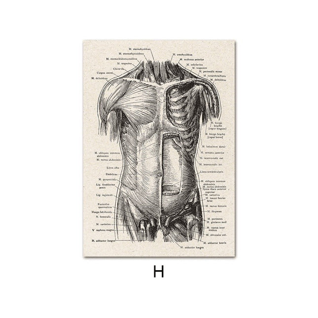 Fascinating Medical Human Anatomy Canvas Art: Feed Your Curiosity
