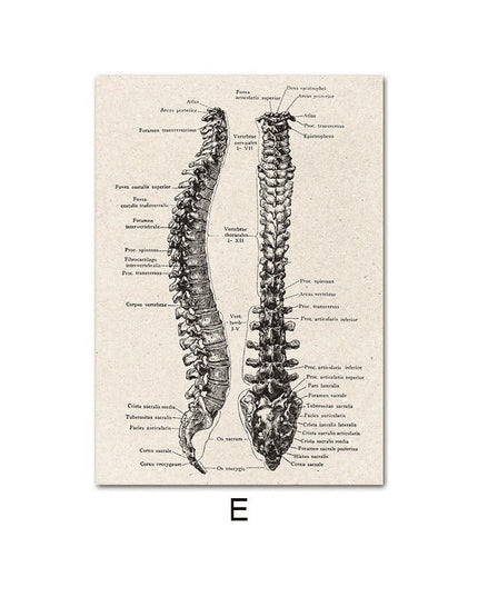 Fascinating Medical Human Anatomy Canvas Art: Feed Your Curiosity