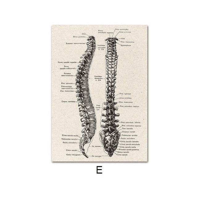 Fascinating Medical Human Anatomy Canvas Art: Feed Your Curiosity