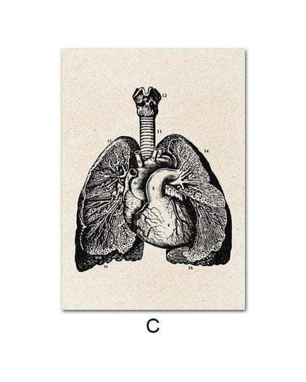 Fascinating Medical Human Anatomy Canvas Art: Feed Your Curiosity