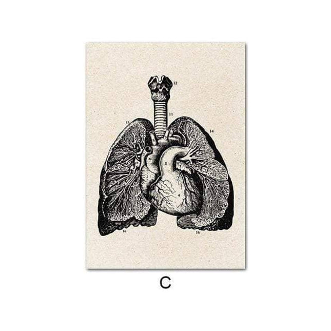 Fascinating Medical Human Anatomy Canvas Art: Feed Your Curiosity