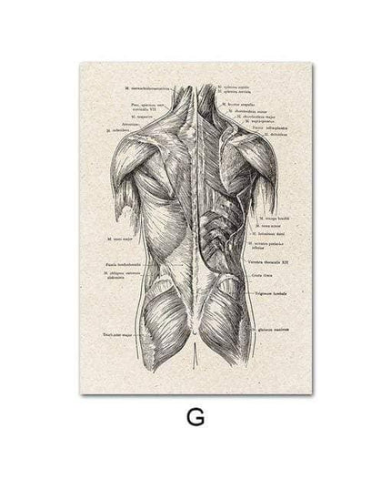 Fascinating Medical Human Anatomy Canvas Art: Feed Your Curiosity