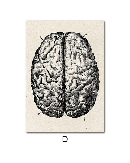 Fascinating Medical Human Anatomy Canvas Art: Feed Your Curiosity
