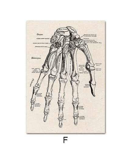Fascinating Medical Human Anatomy Canvas Art: Feed Your Curiosity