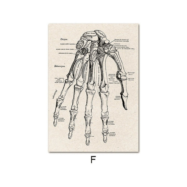 Fascinating Medical Human Anatomy Canvas Art: Feed Your Curiosity