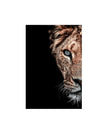 12 x 16 inch / 30 x 40 cm / Lioness
