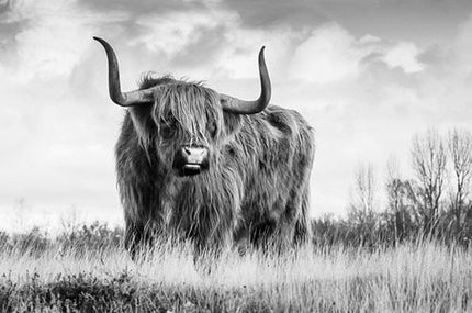 Untamed Spirit: Freedom Highland Cow Canvas Poster 