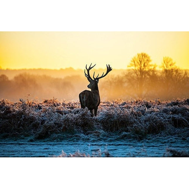 Wild Serenity: Sunset Milu Deer Wild Animal Wall Poster 