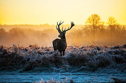 Wild Serenity: Sunset Milu Deer Wild Animal Wall Poster 